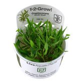 109 TC 綠溫蒂椒草Cryptocoryne wendtii"Green"